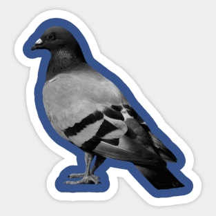 Pigeon 1 Sticker